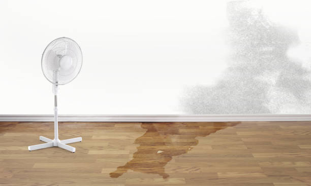 Best Water damage contractors near me  in Mckees Rocks, PA