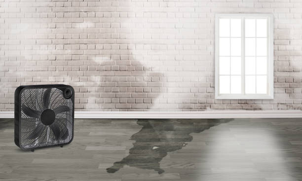 Best Water damage cleanup near me  in Mckees Rocks, PA